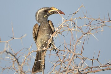 African grey hornbill is perched in a tree, Etosha NP