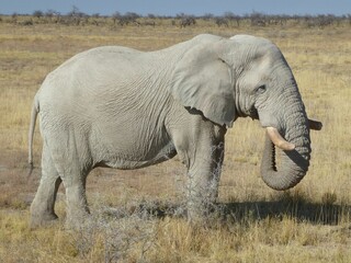 Portrait of an african elephant, Etosha National Park