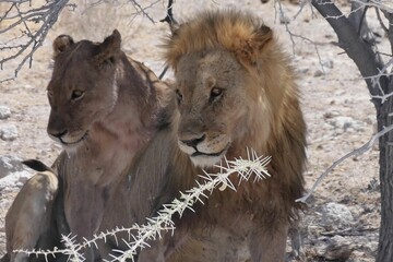 Portrait of a pair of lions, Etosha NP, Namibia