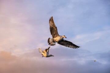 Seagulls flying in the sky at sunset. Bird shot at the golden hour. seabirds, seagulls. Close-up high resolution seagull shot.