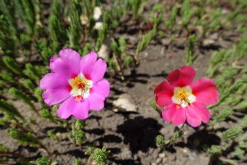 Red and pink flowers of Portulaca grandiflora in July