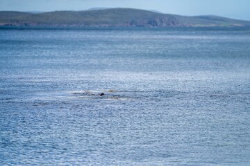 Seaweed and bull kelp growing on rocks in the ocean in australia. Waves moving seaweed over rock and flowing with the tide in Japan. Seaweed farm