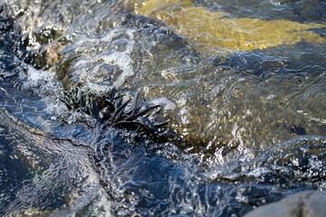 Bull kelp seaweed growing on rocks. Edible sea weed ready to harvest in the ocean