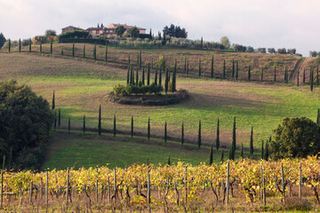 Fototapeta na wymiar San Gimignano, Siena. Campagna Toscana con vigneto e cipressi