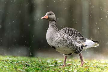 goose on the grass