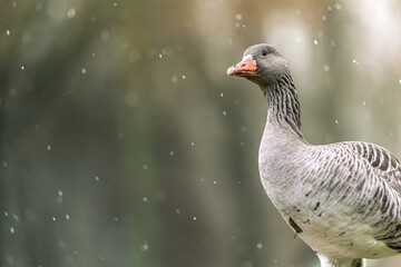 goose with snow