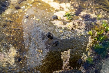 Bull kelp seaweed growing on rocks. Edible sea weed ready to harvest in the ocean