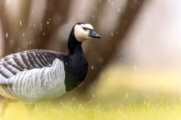 barnacle goose in winter