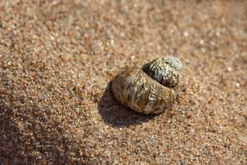 seashell on yellow beach sand on sunny day close up