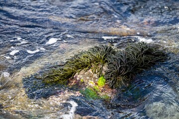 Bull kelp seaweed growing on rocks. Edible sea weed ready to harvest in the ocean