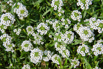Petite snow white flowers of Lobularia maritima Alyssum maritimum, sweet alyssum or sweet alison.