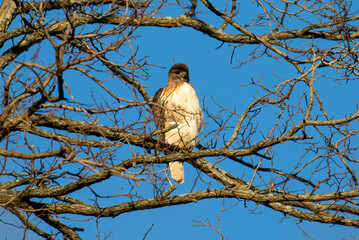 hawk on a branch