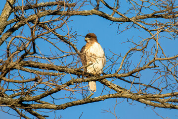hawk on tree