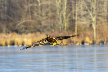 juvenile bald eagle fishing