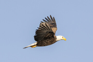 bald eagle in flight