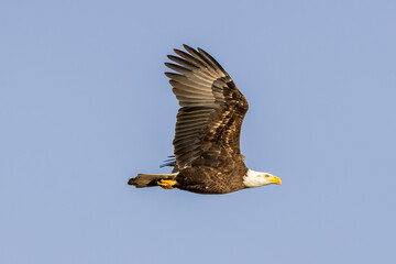 bald eagle in flight