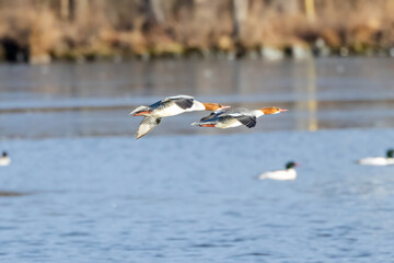 ducks in flight