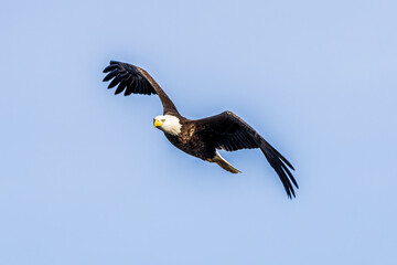 bald eagle in flight