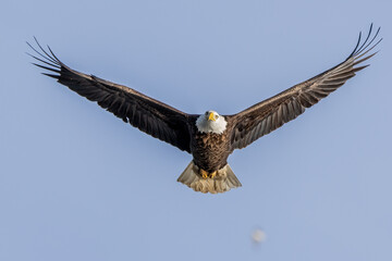 bald eagle in flight