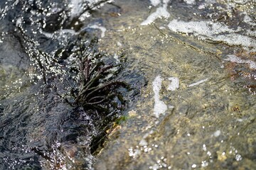 Bull kelp seaweed growing on rocks. Edible sea weed ready to harvest in the ocean