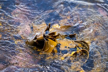 Seaweed and bull kelp growing on rocks in the ocean in australia. Waves moving seaweed over rock and flowing with the tide in Japan. Seaweed farm