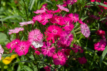 Pink dianthus flowering in a garden