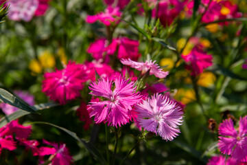 Obraz premium Pink dianthus flowering in a garden
