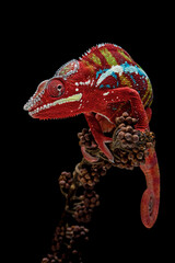 Amazing red of Panther Chameleon (Furcifer pardalis). © Lauren