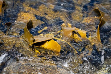Seaweed and bull kelp growing on rocks in the ocean in australia. Waves moving seaweed over rock and flowing with the tide in Japan. Seaweed farm