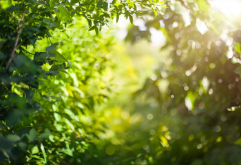 blurred green garden in sunbeams. bokeh