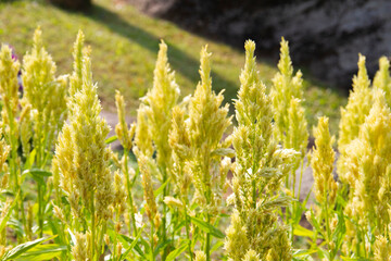 Fluffy yellow celosia flower blossoms (celosia plumosa), in bloom in a flower garden.