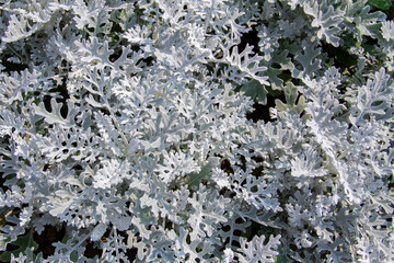 Top view of dusty miller plant.