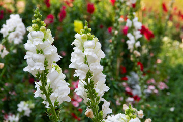 Antirrhinum majus, the common snapdragon. This plant is also called lion's mouth, rabbit's mouth or lion's snap. It produces colorful flowers.