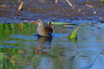 Wasserralle am Morgen im Herbst bei der Jagd
