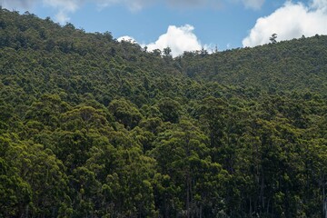 gumtree forest growing in the australian bush