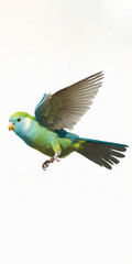 Composition of Pacific Parrotlet, Forpus coelestis, flying against white background. Generative AI