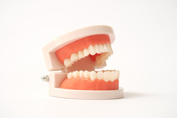 歯列模型　白背景