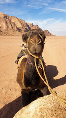 Bedouin camel ride in Arabian desert landscape of Wadi Rum in Jordan, Middle East, camel look...