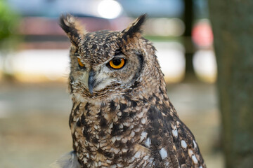 Bubo Bubo owl portrait in the park. Close up photo.