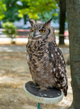 Bubo Bubo owl portrait in the park. Close up photo.
