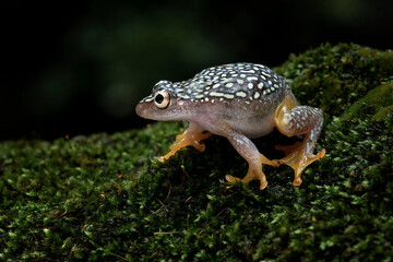 Starry Night Reed Frog (Heterixalus alboguttatus) endemic to Madagascar is perching on mossy wood.