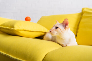 Oriental cat lying on blurred couch in living room.