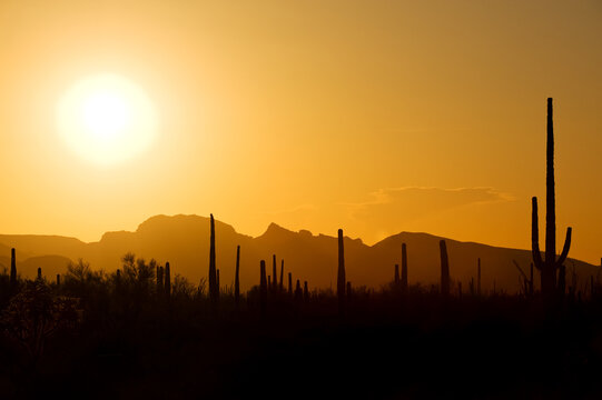 Famous saguaro cactus backlit by sunset in Saguaro National park, Sonora desert, Arizona, USA