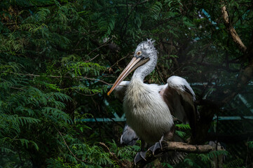 The great white pelican also known as the eastern white pelican, rosy pelican or white pelican....