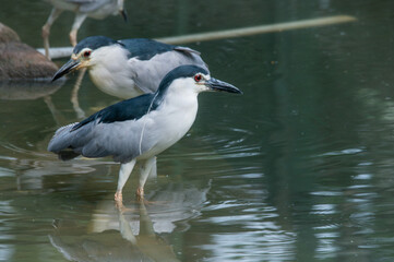 Black-crowned night heron, with beautiful blue-green coloured background, Grey heron (Ardea cinerea) closeup.Bird fishing in water.Bird reflection in water. Red eyed bird image