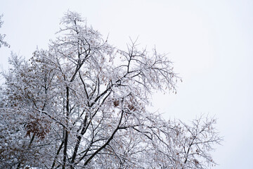 Fototapeta na wymiar Tree branches covered with snow.