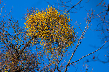 Close-up of a Viscum album plant on a branch with yellow berries.