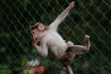 A playful baby macaque monkey hanging on a green fence. Cute image of a baby monkey