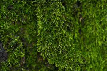 Green moss in the forest. Macro photography.