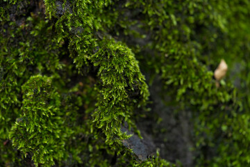 Green moss in the forest. Macro photography.